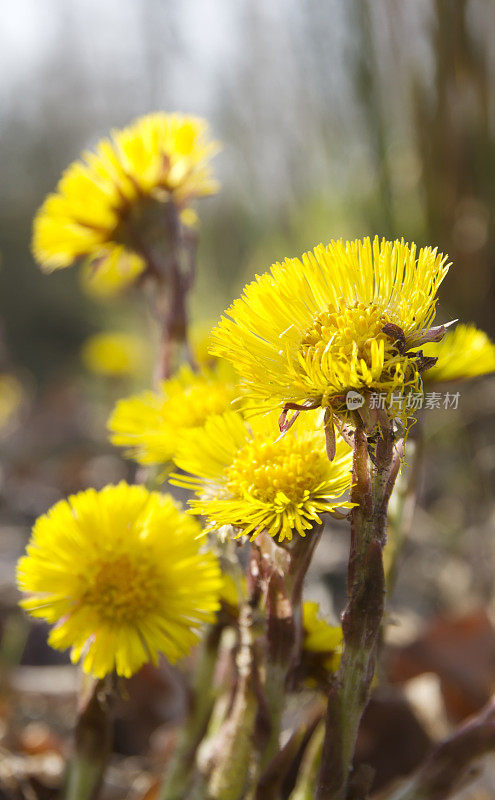 钶钽钽(Tussilago farfara)